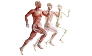 Мышцы, которые работают во время бега